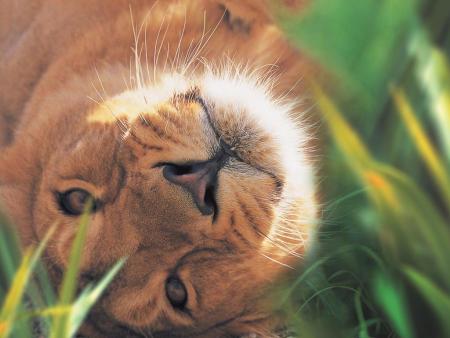 Tros beau !